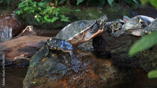 Schildkröten am Steinufer