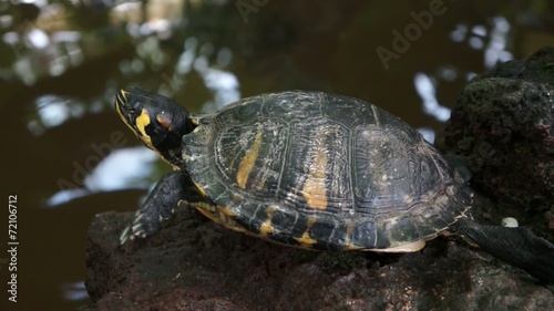 Schildkröte am Steinufer