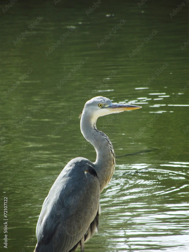 Fototapeta premium Garza Real (Ardea cinerea)