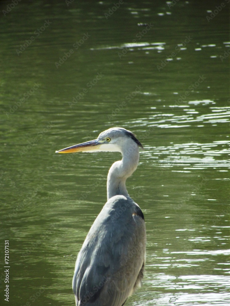 Fototapeta premium Garza Real (Ardea cinerea)