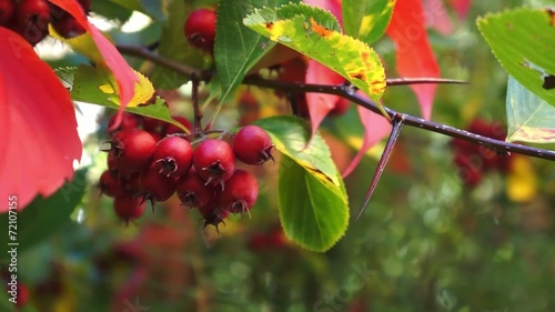 Baum mit Früchten Crataegus prunifolia Weissdorn