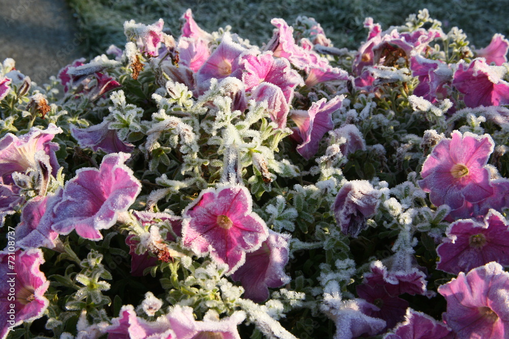 Obraz premium Frost on the flowers of Petunia