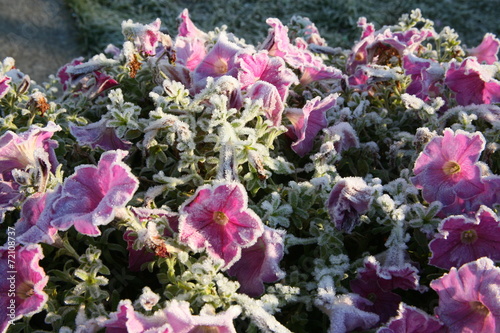 Frost on the flowers of Petunia