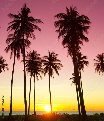 Burning Skies Tree Silhouettes