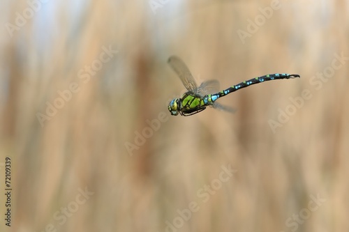 Canvas-taulu Aeshna cyanea in volo