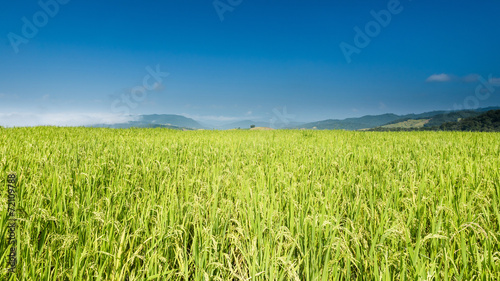 Rice farm on the mountains