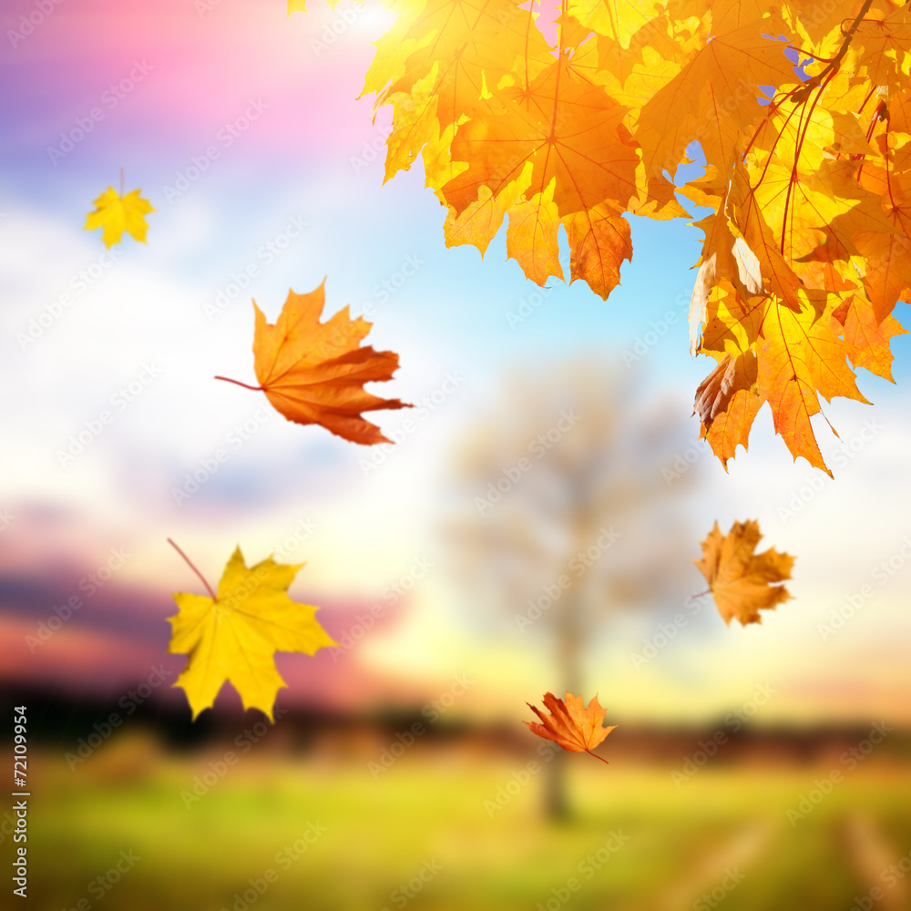 Colorful foliage in the autumn park