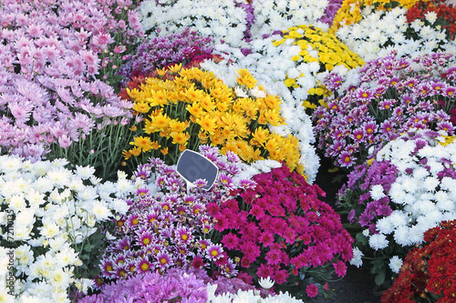 chrysanthèmes