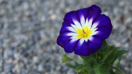 Blaue Viola Blume im Wind
