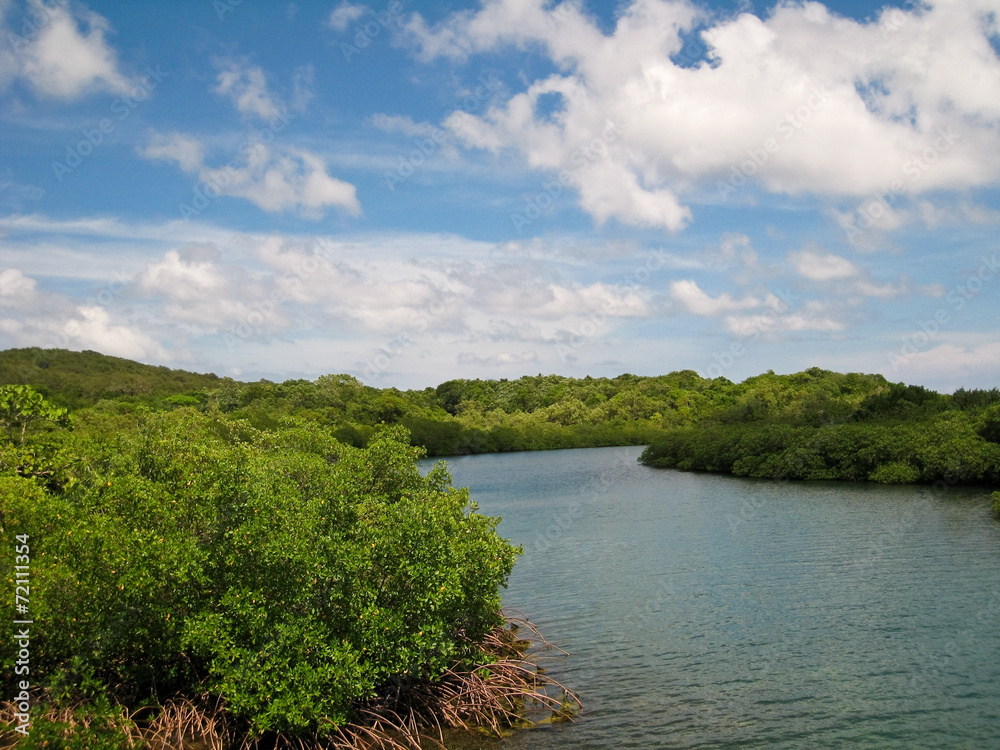 Fototapeta premium Mangrove Forest in Roatan