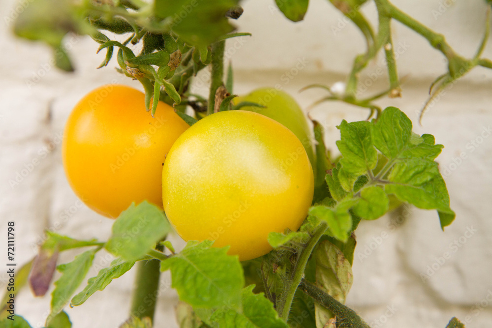 Yellow tomates on a branch