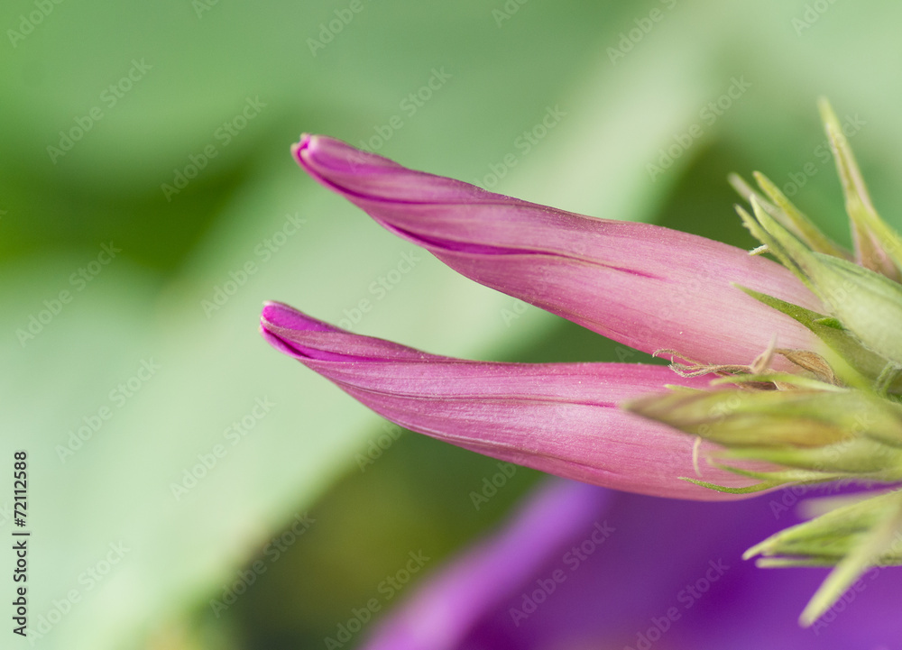 Fototapeta premium Ipomée, fleur rose, violette