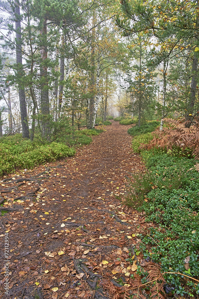Forest footpath Forest footpath