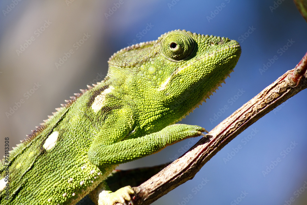 Fototapeta premium Carpet Chameleon (Furcifer lateralis) - Rare Madagascar Endemic