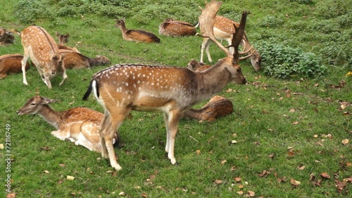 Hirsche und Rehe im Park