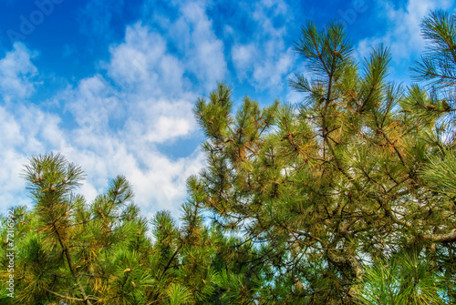 Green branches of a pine against the blue sky