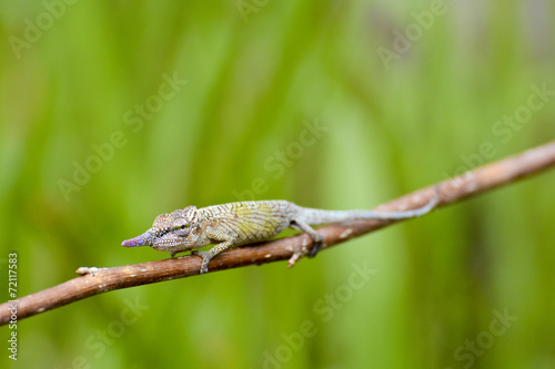Cyrano Chameleon - Rare Madagascar Endemic Reptile