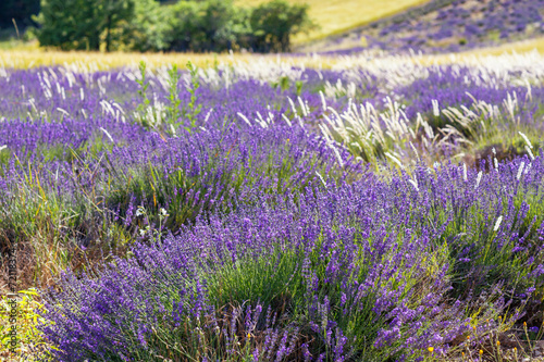 Lavender fields near Valensole in Provence  France.