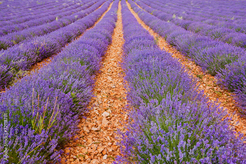 Lavender fields near Valensole in Provence  France.