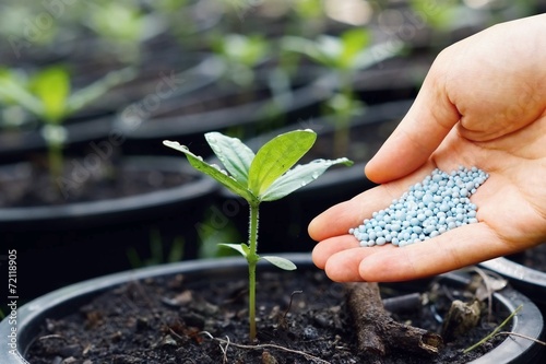a hand giving fertilizer to a young plant in a plastic pot