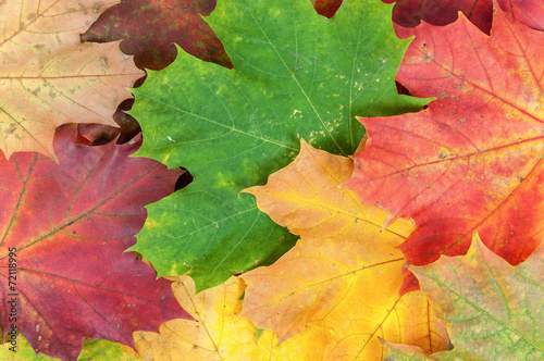 Background made of colorful maple leaves