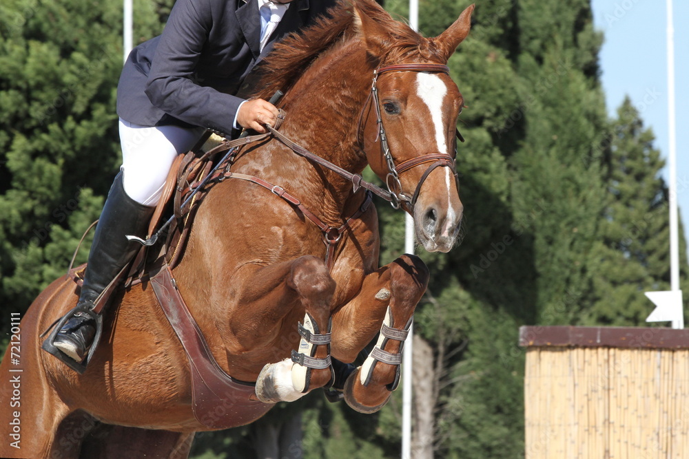 Obraz premium Beim Sprung - Turnierpferd