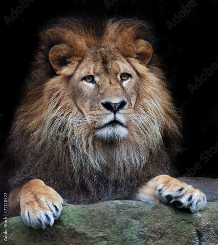 arrogant lion