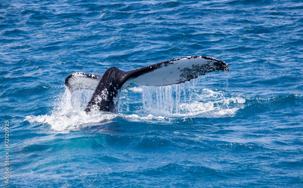 Fototapeta premium beautiful whale