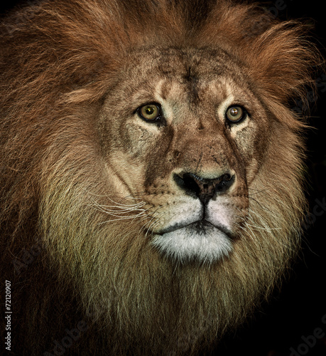 majestic lion