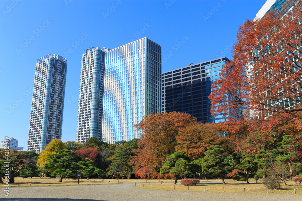 Obraz premium Autumn leaves in Hamarikyu Gardens, Tokyo