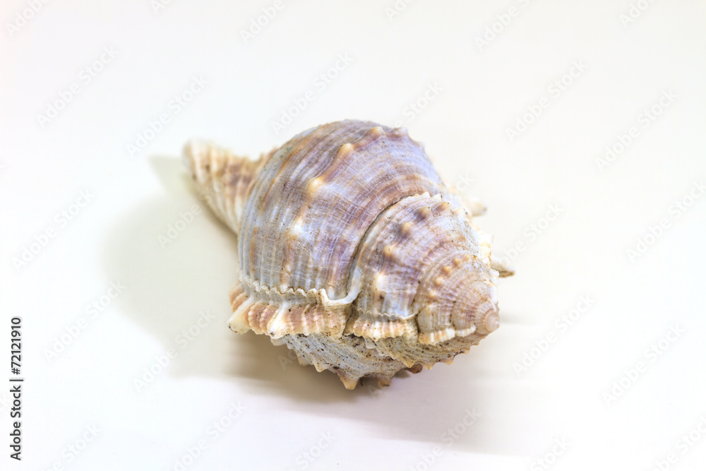 sea shell isolated on white