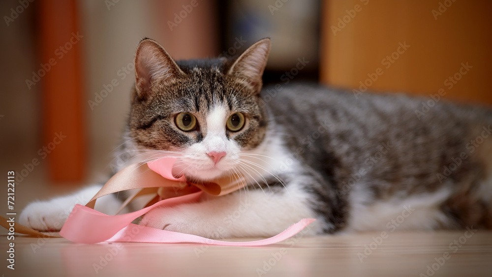 Striped with white a cat with tapes. Striped with white a cat with tapes.