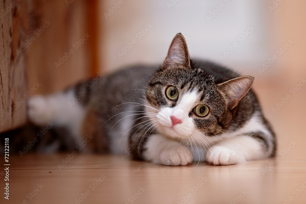 Striped with white a cat.