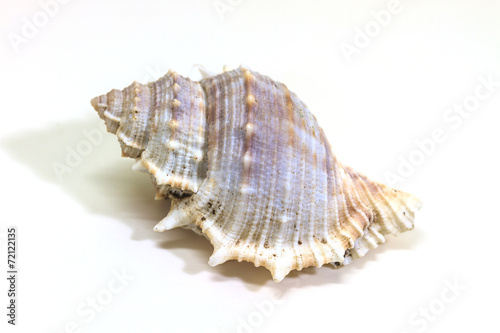 sea shell isolated on white