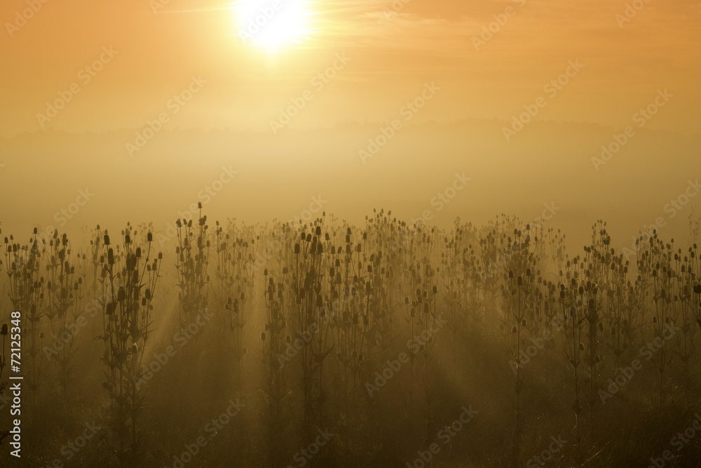 Fototapeta premium Foggy sunrise