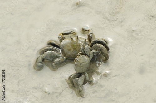 Portrait of a Mud Crab