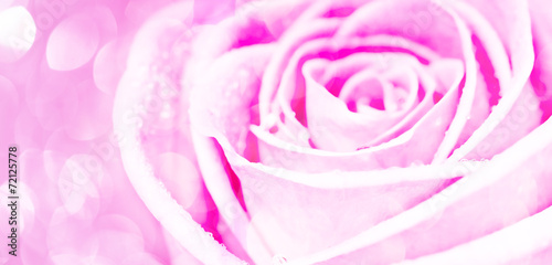 pink rose