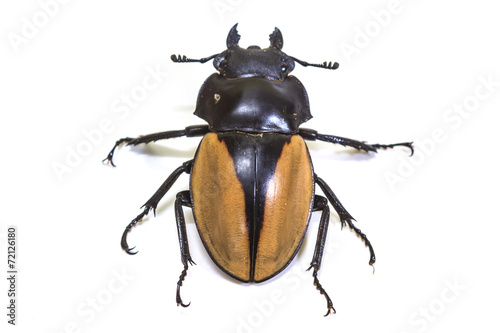 insect, beetle, bug, in genus Odontolabis © forest71