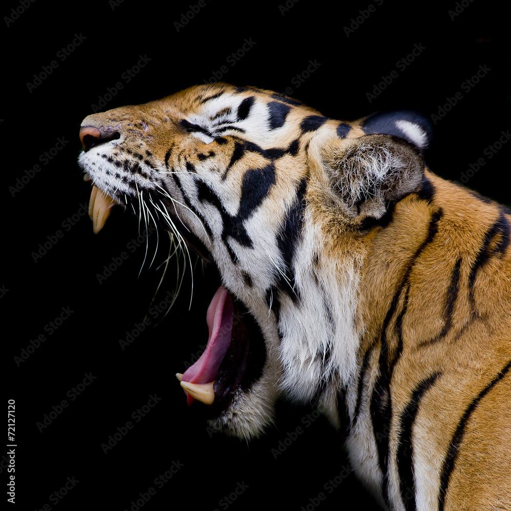 Obraz premium Sumatran Tiger Roaring