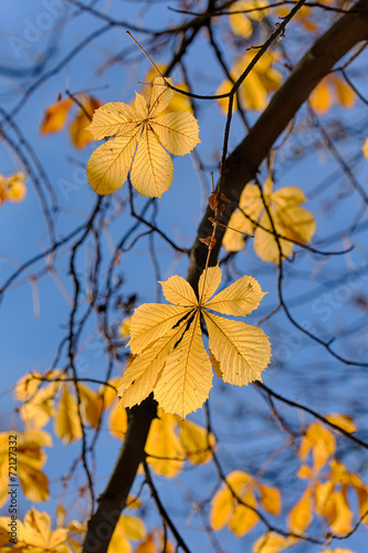 autumn leaves