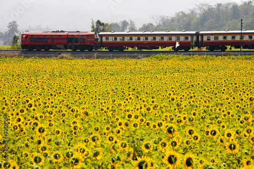 Sun flowers and train