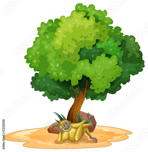 Gibbon and tree