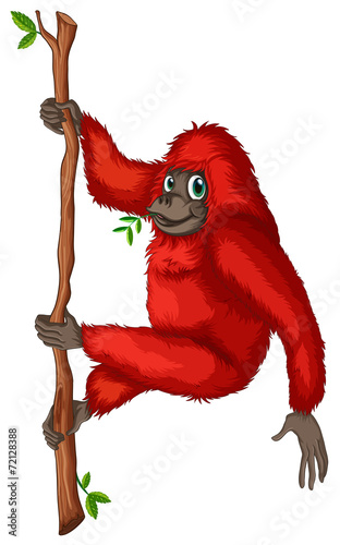 Orangutan