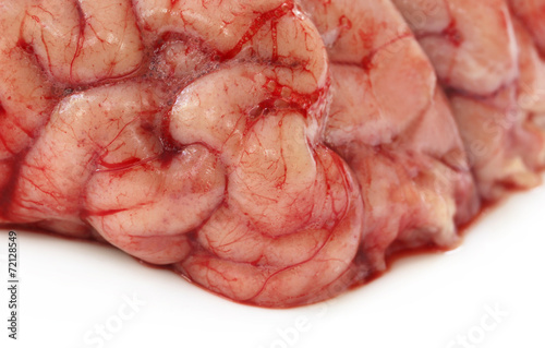 Brain of a cow