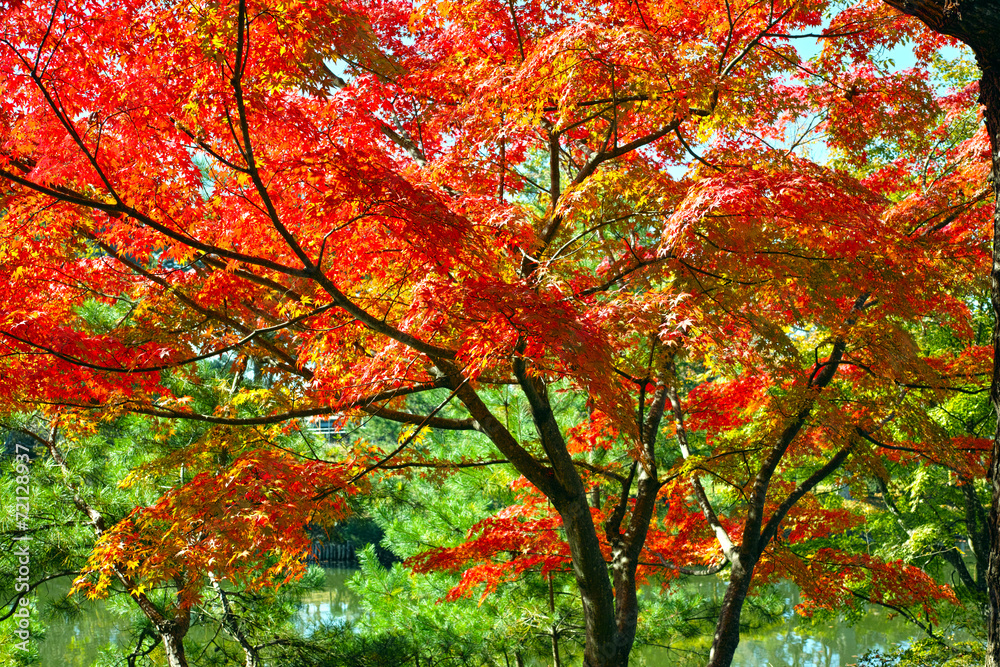 須賀川　牡丹園の紅葉
