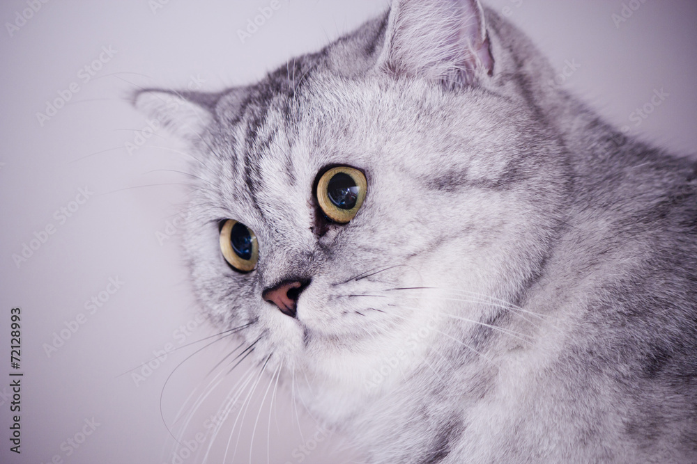 Big gray cat Big gray cat
