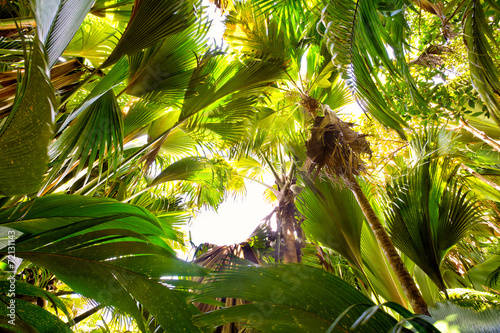 Fototapeta Naklejka Na Ścianę i Meble -  Tropical rain forest in Valle de Mai, Praslin, Seychelles