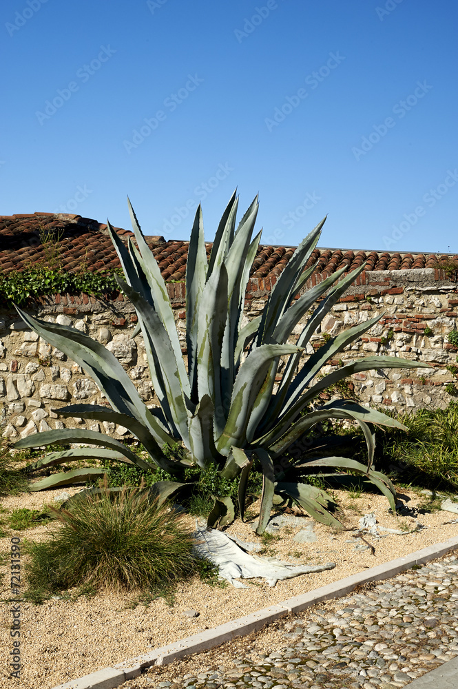 agave