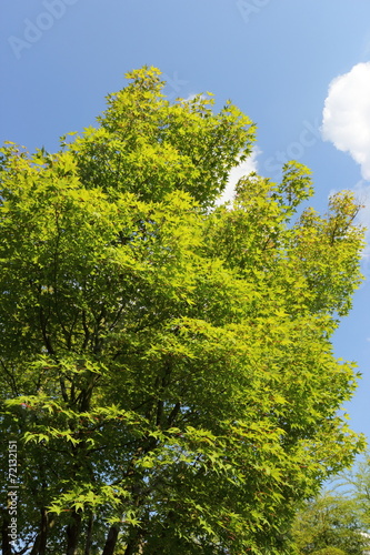 カエデの木と夏の空