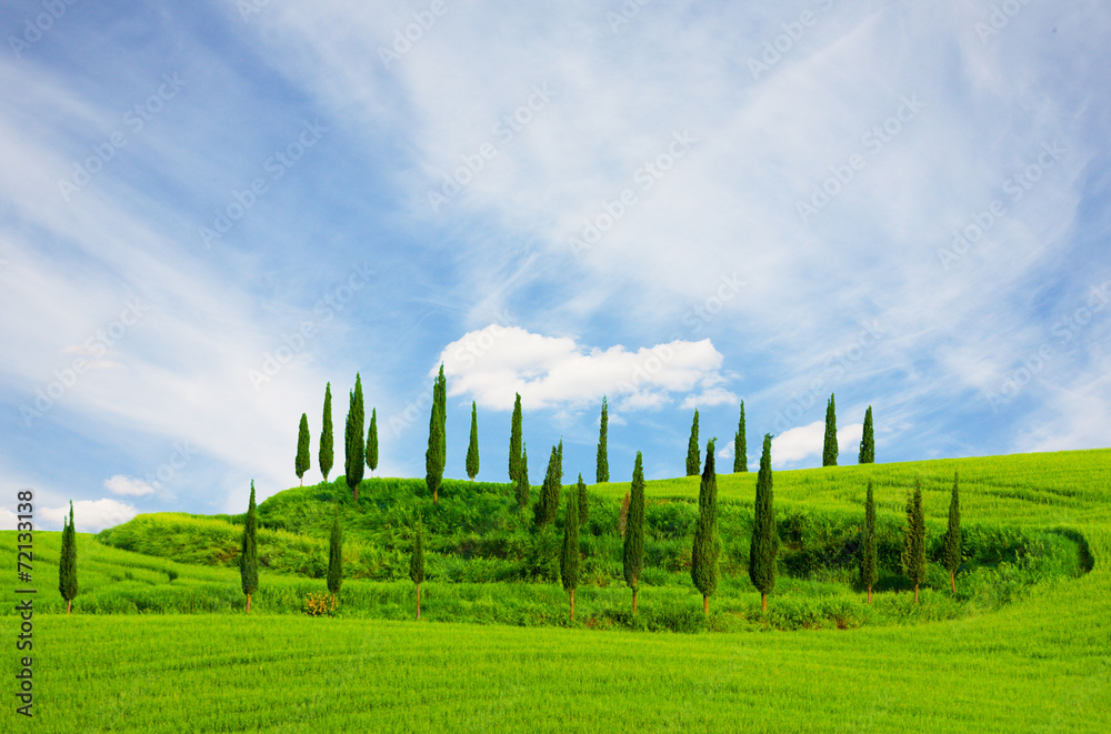 Fototapeta premium Cypresses growing in a field and blue sky , Tuscany